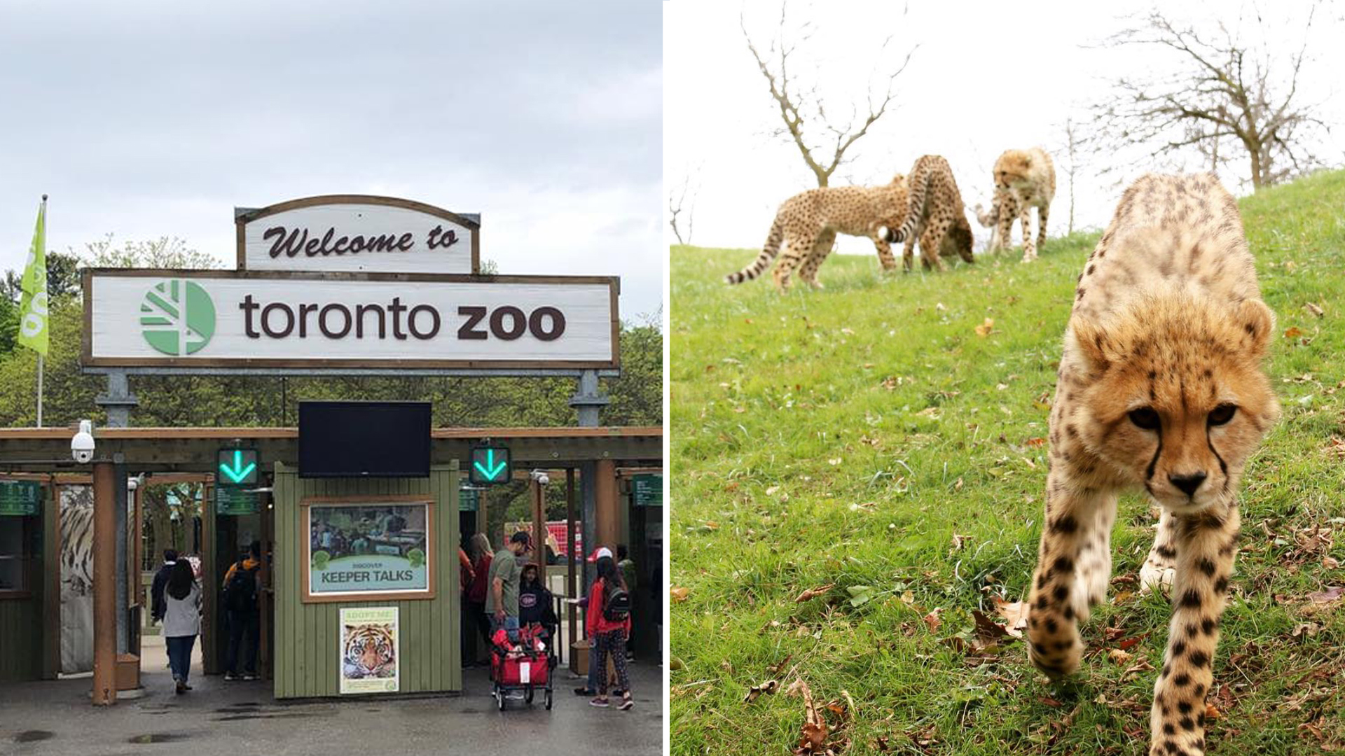 The Toronto Zoo's New DriveThru Safari Opens This Weekend